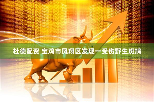 杜德配资 宝鸡市凤翔区发现一受伤野生斑鸠