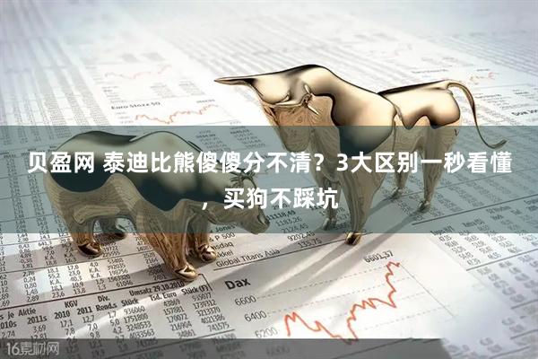 贝盈网 泰迪比熊傻傻分不清？3大区别一秒看懂，买狗不踩坑
